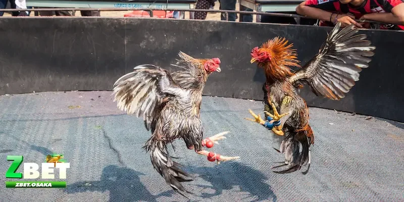 kèo Meron, Wala là gì Cách đặt cược kèo Meron, Wala là gì
