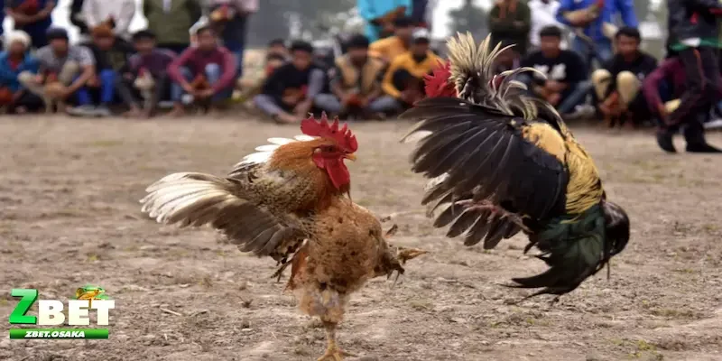 Đá gà ZBET Giới thiệu sảnh chơi Đá gà ZBET cực hấp dẫn