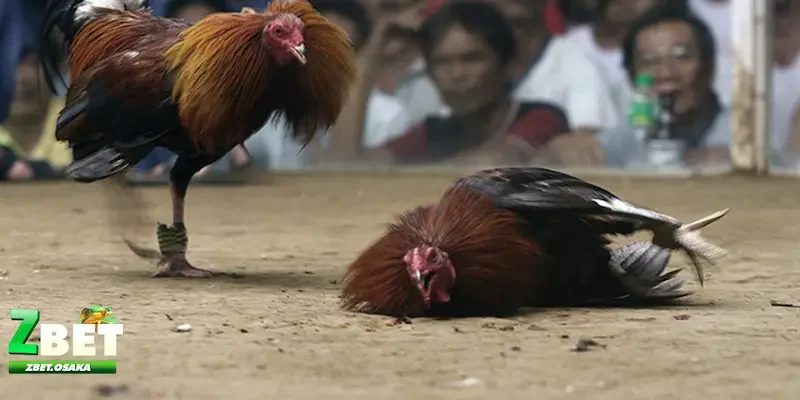 Kinh nghiệm bắt kèo đá gà thắng lớn Không bỏ qua các nguồn thông tin đáng tin cậy - Kinh nghiệm bắt kèo đá gà thắng lớn