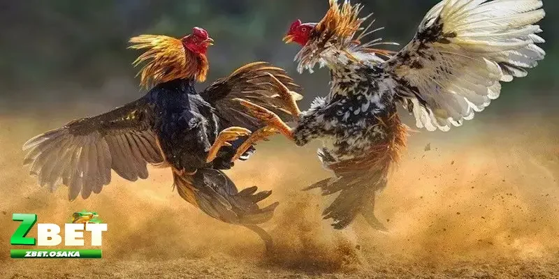 Kinh nghiệm bắt kèo đá gà thắng lớn Kinh nghiệm bắt kèo đá gà thắng lớn - Để tối đa hóa lợi nhuận