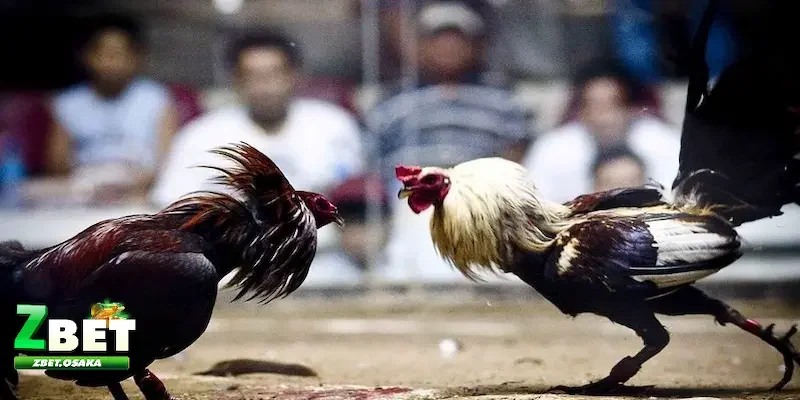 kèo chấp trong đá gà Kinh nghiệm chơi kèo chấp trong đá gà là gì