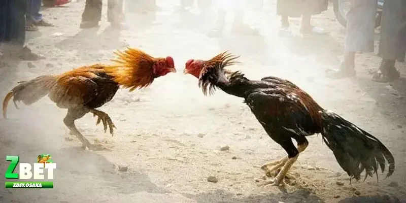 đá gà Thomo Kinh nghiệm và cách cá cược đá gà Thomo hiệu quả