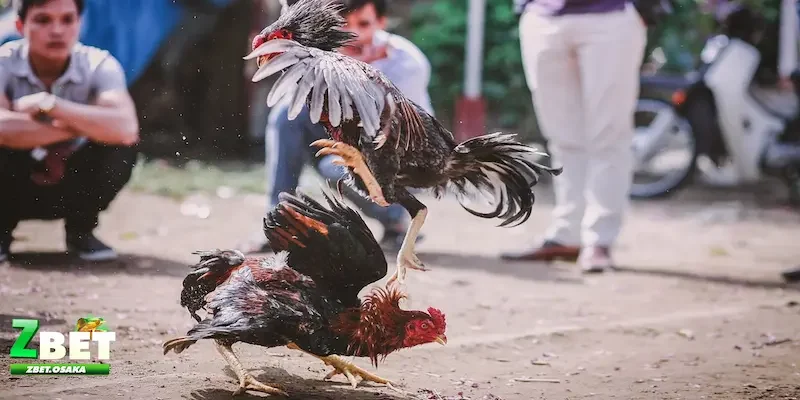 Đá gà ZBET Mẹo chơi Đá gà ZBET tăng chiến thắng lớn