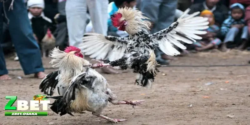 đá gà Thomo Quy trình và cách thức tham gia đá gà Thomo chuẩn xác