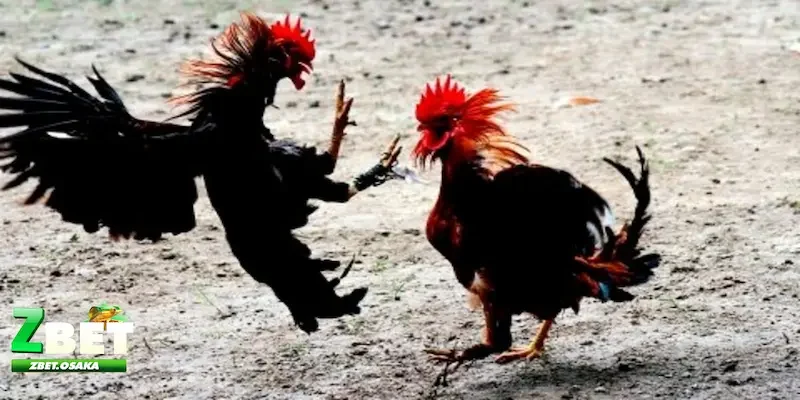 đá gà Thomo Tổng quát đá gà Thomo và sự hấp dẫn là gì?
