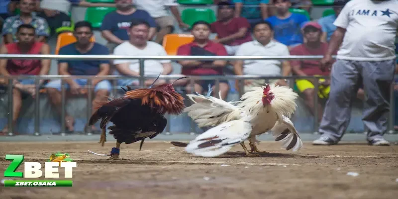 kèo chấp trong đá gà Tổng quát về kèo chấp trong đá gà là gì?